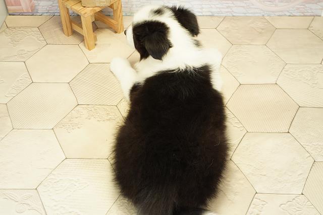 愛知県のボーダーコリー (Coo&RIKU瀬港線守山店/2025年10月19日生まれ/男の子/ブラックホワイト)の子犬の4枚目の画像