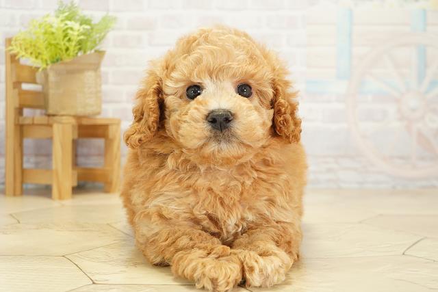 愛知県のトイプードル(トイ) (Coo&RIKU名古屋みなと店/2025年10月18日生まれ/男の子/アプリコット)の子犬の1枚目の画像