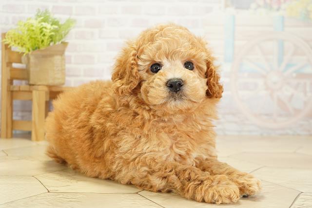 愛知県のトイプードル(トイ) (Coo&RIKU名古屋みなと店/2025年10月18日生まれ/男の子/アプリコット)の子犬の2枚目の画像