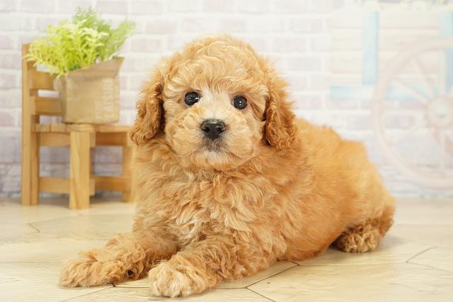 愛知県のトイプードル(トイ) (Coo&RIKU名古屋みなと店/2025年10月18日生まれ/男の子/アプリコット)の子犬の3枚目の画像