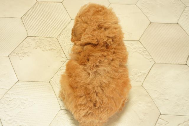 愛知県のトイプードル(トイ) (Coo&RIKU名古屋みなと店/2025年10月18日生まれ/男の子/アプリコット)の子犬の4枚目の画像