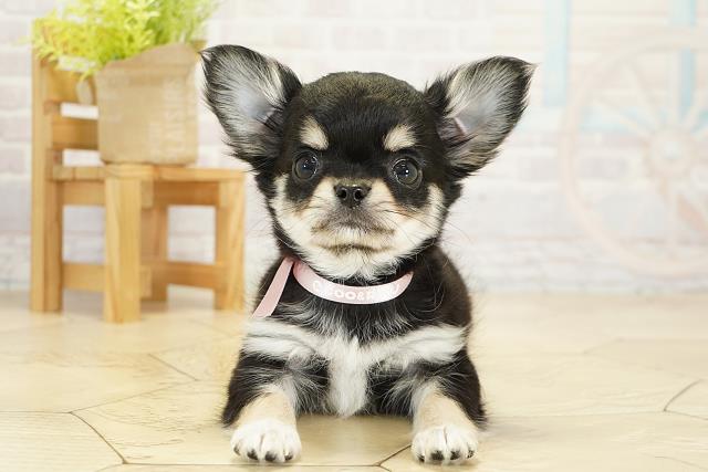 三重県のチワワ(ロング) (Coo&RIKU津高茶屋店/2025年10月19日生まれ/女の子/ブラッククリームホワイト)の子犬の1枚目の画像