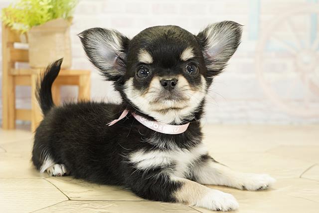 三重県のチワワ(ロング) (Coo&RIKU津高茶屋店/2025年10月19日生まれ/女の子/ブラッククリームホワイト)の子犬の2枚目の画像