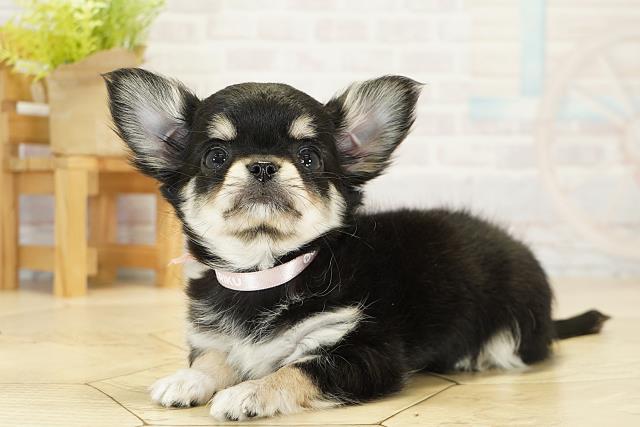 三重県のチワワ(ロング) (Coo&RIKU津高茶屋店/2025年10月19日生まれ/女の子/ブラッククリームホワイト)の子犬の3枚目の画像