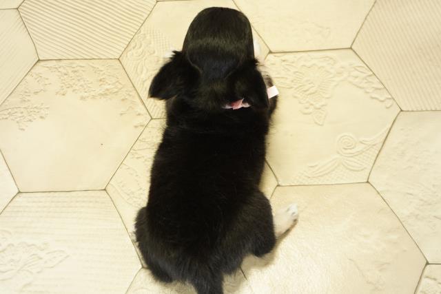 三重県のチワワ(ロング) (Coo&RIKU津高茶屋店/2025年10月19日生まれ/女の子/ブラッククリームホワイト)の子犬の4枚目の画像