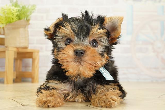 愛知県のヨークシャーテリア (Coo&RIKU豊橋店/2025年10月16日生まれ/男の子/スチールブルータン)の子犬の1枚目の画像