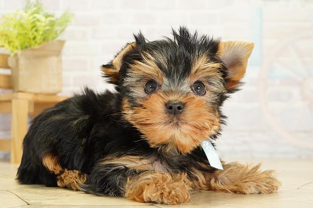 愛知県のヨークシャーテリア (Coo&RIKU豊橋店/2025年10月16日生まれ/男の子/スチールブルータン)の子犬の2枚目の画像