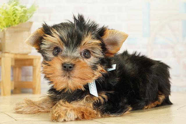 愛知県のヨークシャーテリア (Coo&RIKU豊橋店/2025年10月16日生まれ/男の子/スチールブルータン)の子犬の3枚目の画像