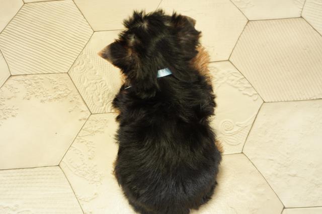 愛知県のヨークシャーテリア (Coo&RIKU豊橋店/2025年10月16日生まれ/男の子/スチールブルータン)の子犬の4枚目の画像