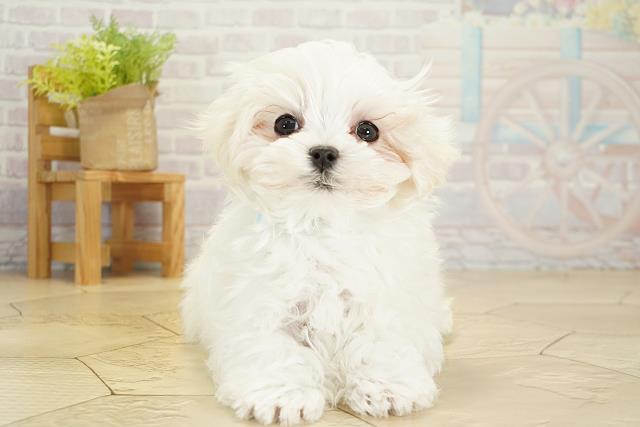 愛知県のマルチーズ (Coo&RIKU名古屋滝ノ水店/2025年10月16日生まれ/男の子/ホワイト)の子犬の1枚目の画像