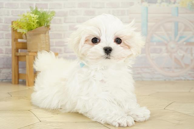 愛知県のマルチーズ (Coo&RIKU名古屋滝ノ水店/2025年10月16日生まれ/男の子/ホワイト)の子犬の2枚目の画像