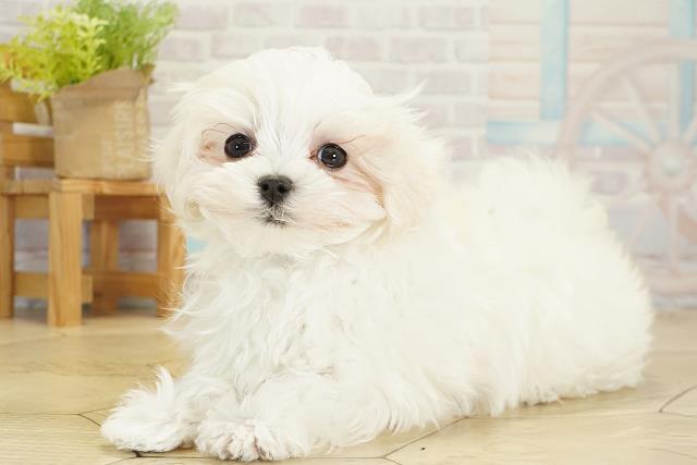 愛知県のマルチーズ (Coo&RIKU名古屋滝ノ水店/2025年10月16日生まれ/男の子/ホワイト)の子犬の3枚目の画像