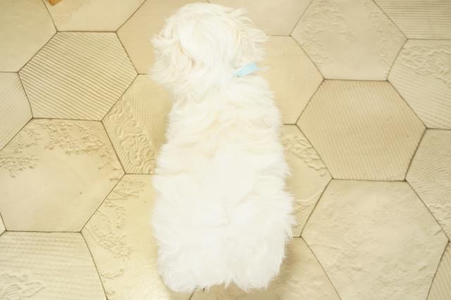 愛知県のマルチーズ (Coo&RIKU名古屋滝ノ水店/2025年10月16日生まれ/男の子/ホワイト)の子犬の4枚目の画像