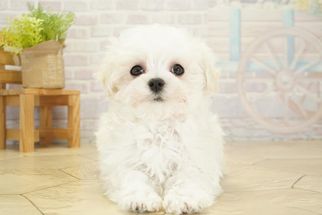 愛知県のマルチーズ (Coo&RIKU名古屋中川店/2025年10月16日生まれ/女の子/ホワイト)の子犬の1枚目の画像
