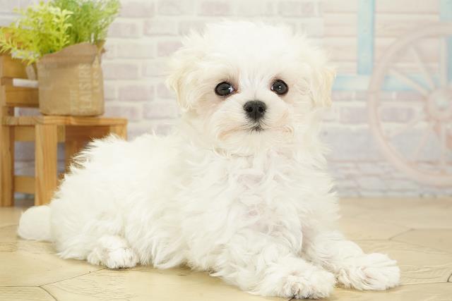 愛知県のマルチーズ (Coo&RIKU名古屋中川店/2025年10月16日生まれ/女の子/ホワイト)の子犬の2枚目の画像