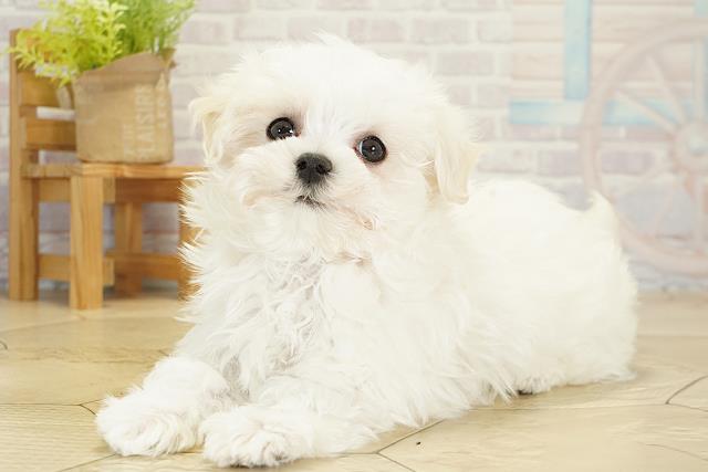 愛知県のマルチーズ (Coo&RIKU名古屋中川店/2025年10月16日生まれ/女の子/ホワイト)の子犬の3枚目の画像