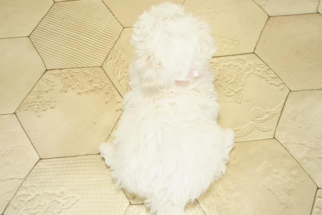 愛知県のマルチーズ (Coo&RIKU名古屋中川店/2025年10月16日生まれ/女の子/ホワイト)の子犬の4枚目の画像