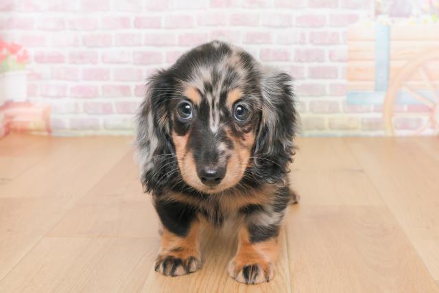 岩手県のミニチュアダックスフンド(ロング) (Coo&RIKU岩手盛岡店/2025年10月14日生まれ/男の子/シルバーダップル)の子犬の1枚目の画像