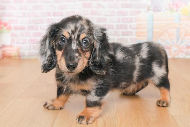 岩手県のミニチュアダックスフンド(ロング) (Coo&RIKU岩手盛岡店/2025年10月14日生まれ/男の子/シルバーダップル)の子犬の2枚目の画像