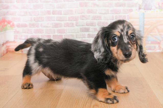 岩手県のミニチュアダックスフンド(ロング) (Coo&RIKU岩手盛岡店/2025年10月14日生まれ/男の子/シルバーダップル)の子犬の3枚目の画像