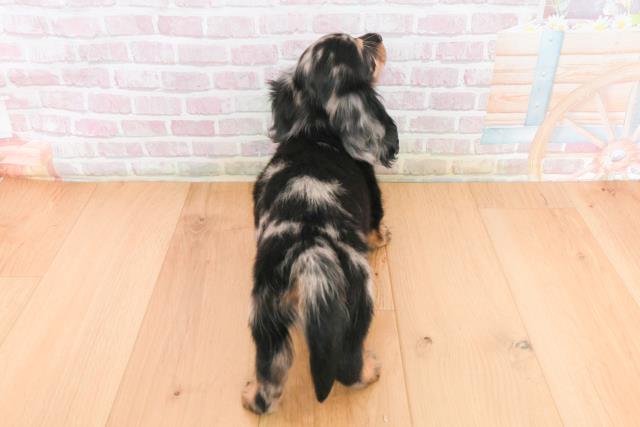 岩手県のミニチュアダックスフンド(ロング) (Coo&RIKU岩手盛岡店/2025年10月14日生まれ/男の子/シルバーダップル)の子犬の4枚目の画像