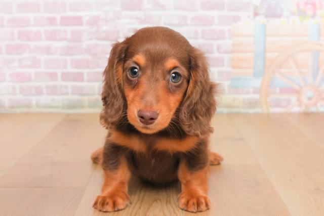 宮城県のミニチュアダックスフンド(ロング) (Coo&RIKU石巻店/2025年10月14日生まれ/男の子/チョコレートタン)の子犬の1枚目の画像