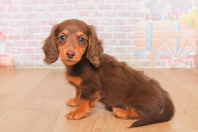 宮城県のミニチュアダックスフンド(ロング) (Coo&RIKU石巻店/2025年10月14日生まれ/男の子/チョコレートタン)の子犬の2枚目の画像