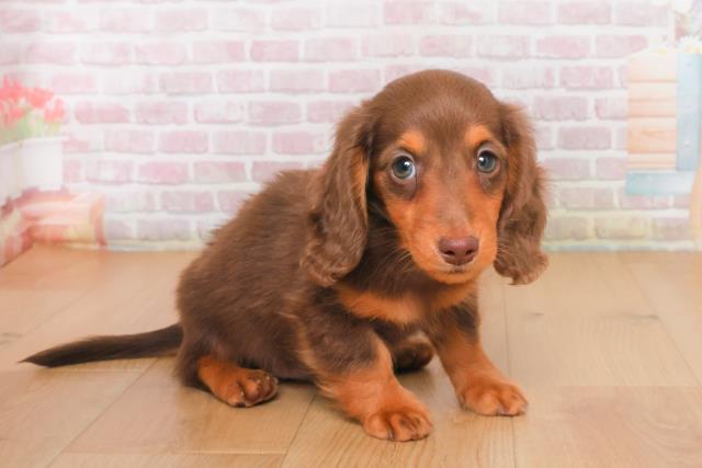 宮城県のミニチュアダックスフンド(ロング) (Coo&RIKU石巻店/2025年10月14日生まれ/男の子/チョコレートタン)の子犬の3枚目の画像