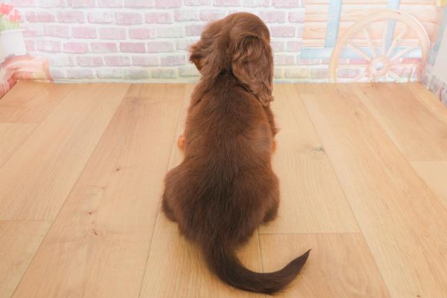 宮城県のミニチュアダックスフンド(ロング) (Coo&RIKU石巻店/2025年10月14日生まれ/男の子/チョコレートタン)の子犬の4枚目の画像