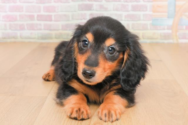 福島県のミニチュアダックスフンド(ロング) (Coo&RIKU郡山店/2025年10月14日生まれ/男の子/ブラックタン)の子犬の1枚目の画像