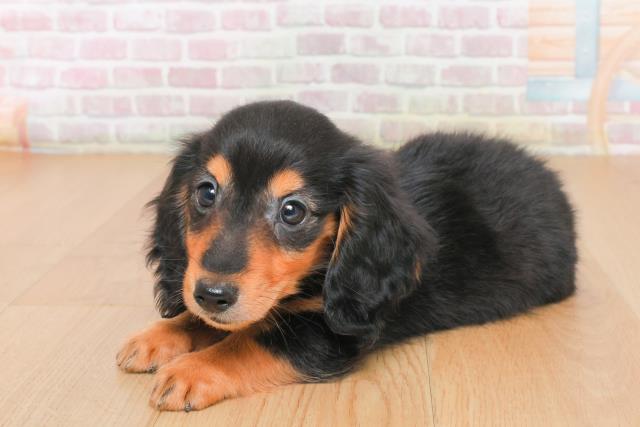 福島県のミニチュアダックスフンド(ロング) (Coo&RIKU郡山店/2025年10月14日生まれ/男の子/ブラックタン)の子犬の2枚目の画像