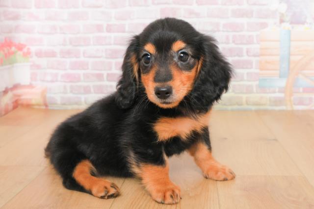 福島県のミニチュアダックスフンド(ロング) (Coo&RIKU郡山店/2025年10月14日生まれ/男の子/ブラックタン)の子犬の3枚目の画像