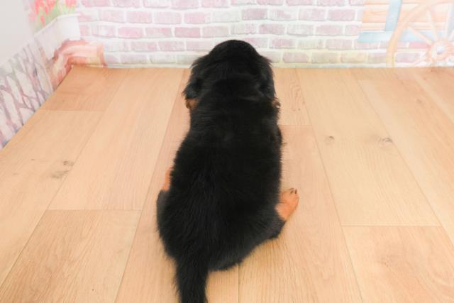 福島県のミニチュアダックスフンド(ロング) (Coo&RIKU郡山店/2025年10月14日生まれ/男の子/ブラックタン)の子犬の4枚目の画像