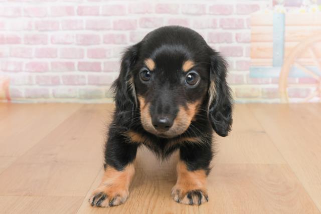 ミニチュア・ダックスフンド