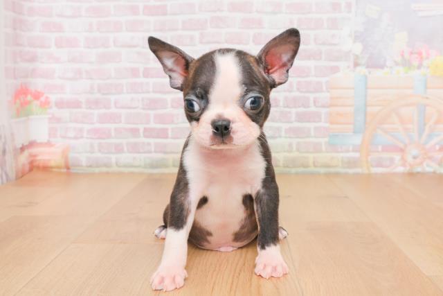 ボストンテリア