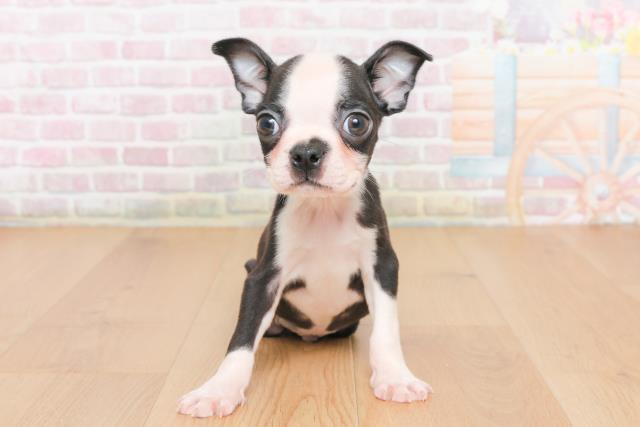 ボストンテリア