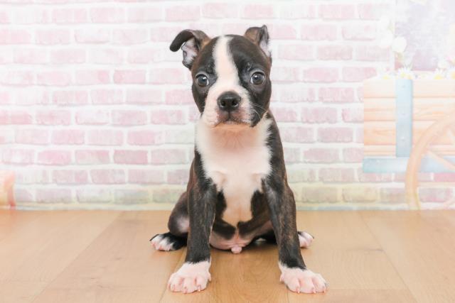 ボストンテリア