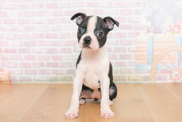 ボストンテリア