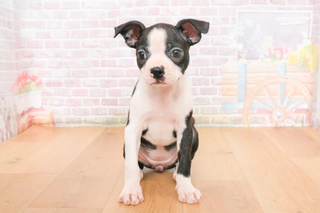 ボストンテリア