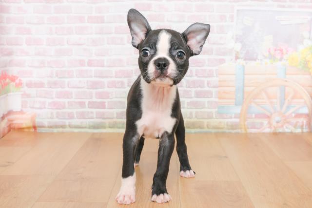 ボストンテリア