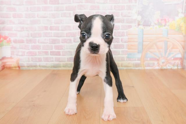 ボストンテリア