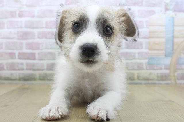 福島県のジャックラッセルテリア (Coo&RIKU郡山店/2025年10月15日生まれ/男の子/ホワイトタン)の子犬の1枚目の画像