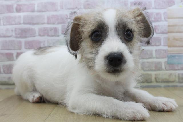 福島県のジャックラッセルテリア (Coo&RIKU郡山店/2025年10月15日生まれ/男の子/ホワイトタン)の子犬の3枚目の画像