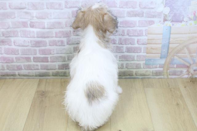 福島県のジャックラッセルテリア (Coo&RIKU郡山店/2025年10月15日生まれ/男の子/ホワイトタン)の子犬の4枚目の画像