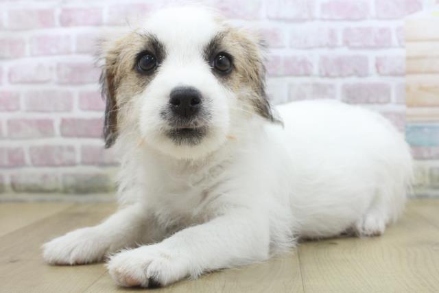 宮城県のジャックラッセルテリア (Coo&RIKU石巻店/2025年10月15日生まれ/女の子/ホワイトタン)の子犬の2枚目の画像