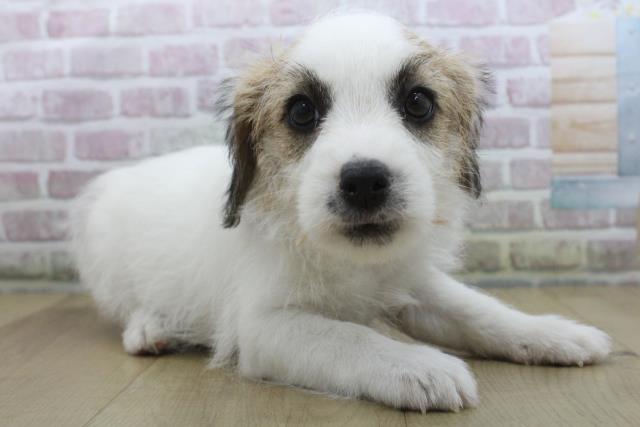 宮城県のジャックラッセルテリア (Coo&RIKU石巻店/2025年10月15日生まれ/女の子/ホワイトタン)の子犬の3枚目の画像