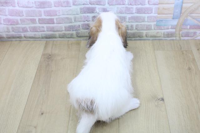 宮城県のジャックラッセルテリア (Coo&RIKU石巻店/2025年10月15日生まれ/女の子/ホワイトタン)の子犬の4枚目の画像