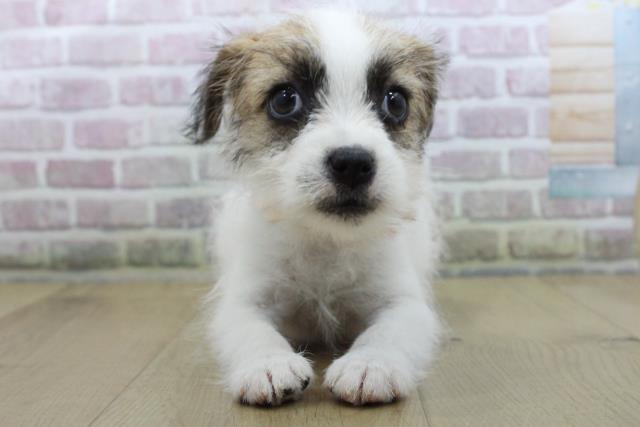 青森県のジャックラッセルテリア (Coo&RIKU八戸店/2025年10月15日生まれ/女の子/ホワイトタン)の子犬の1枚目の画像