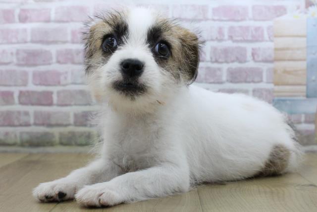 青森県のジャックラッセルテリア (Coo&RIKU八戸店/2025年10月15日生まれ/女の子/ホワイトタン)の子犬の2枚目の画像