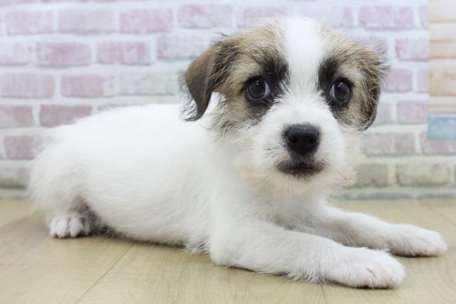 青森県のジャックラッセルテリア (Coo&RIKU八戸店/2025年10月15日生まれ/女の子/ホワイトタン)の子犬の3枚目の画像